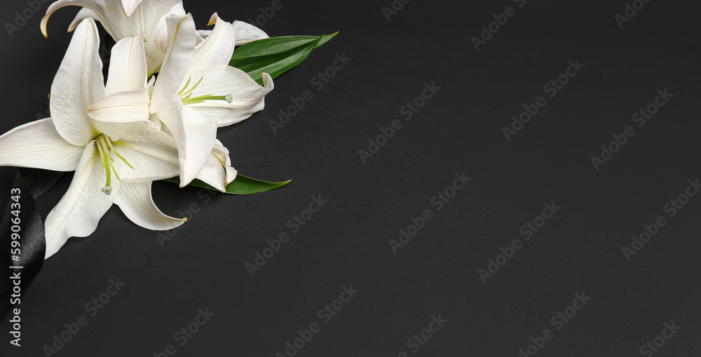 White lily flowers on dark background with space for text