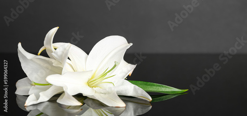 Beautiful white lily flowers on dark background with space for text