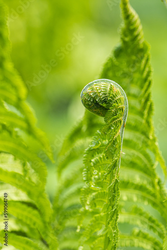 Ornamental green fern outdoors in nature.