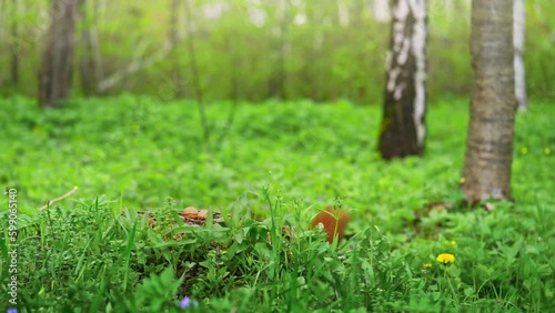 Wallpaper Mural Red squirrel finds a walnut in the public park. Slow motion  Torontodigital.ca