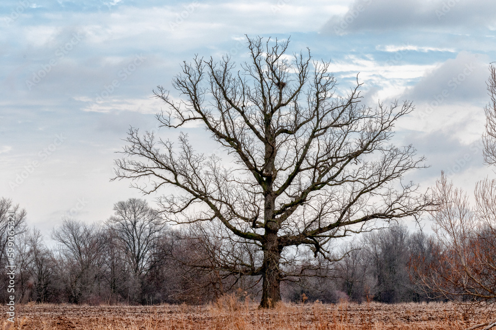 Tree With A Large Nest In Its Branches In The Field In Spring Tree With A Large Nest In Its Branches In The Field In Spring