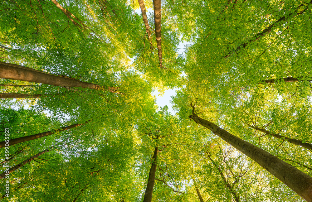 Naklejka premium Springtime forest with setting sun shining through leaves and branches. Nature, forestry, habitat, environment and sustainability concepts