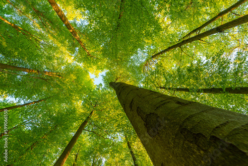 Fototapeta Naklejka Na Ścianę i Meble -  Springtime forest with setting sun shining through leaves and branches. Nature, forestry, habitat, environment and sustainability concepts