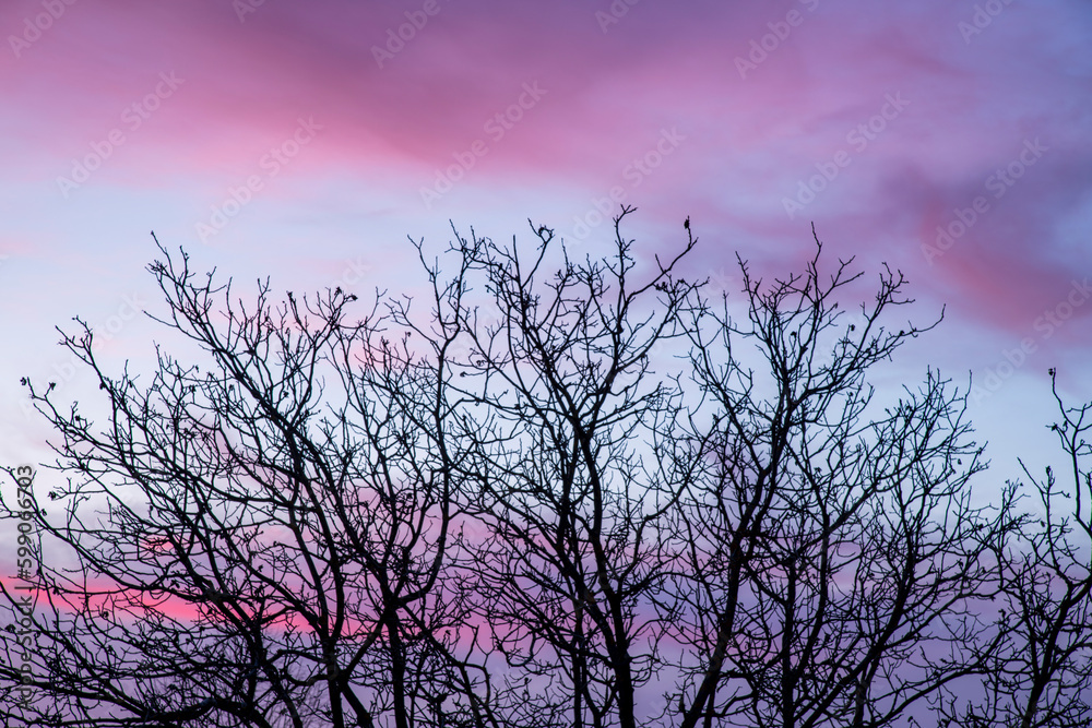 silhouette of tree in sunset silhouette of tree in sunset
