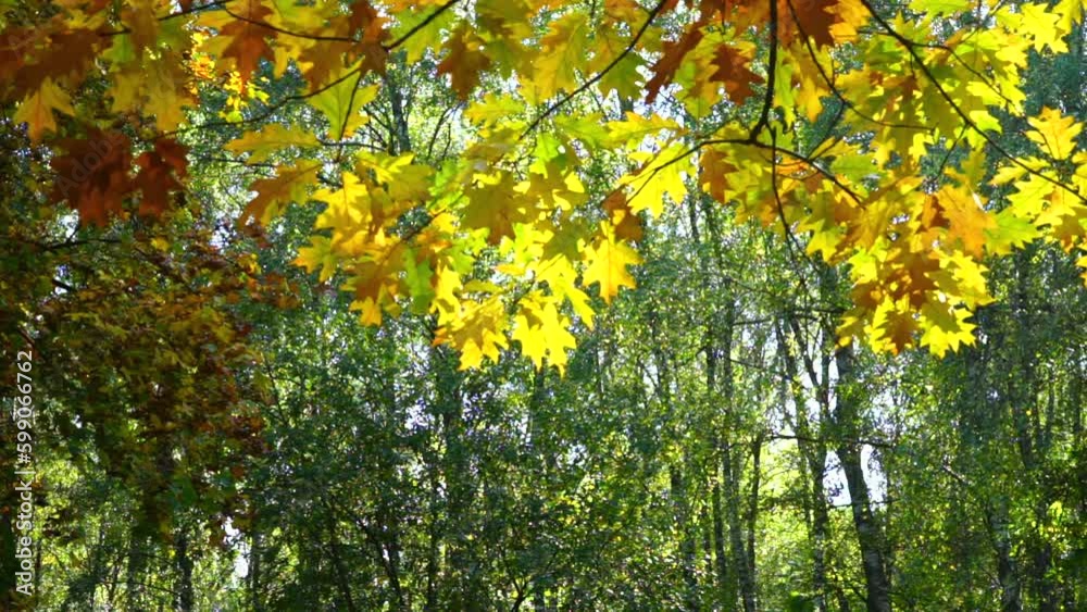 Autumn branches with yellow leaves in the park. Focus on background Generative AI Autumn branches with yellow leaves in the park. Focus on background Generative AI