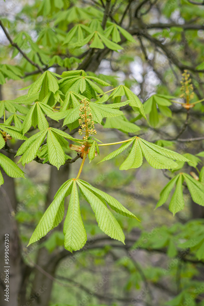 Chestnut flower buds with green leaves. Chestnut flower buds with green leaves.