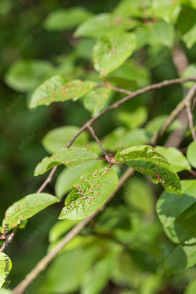 Galls of a leaf beetle on a leaf.