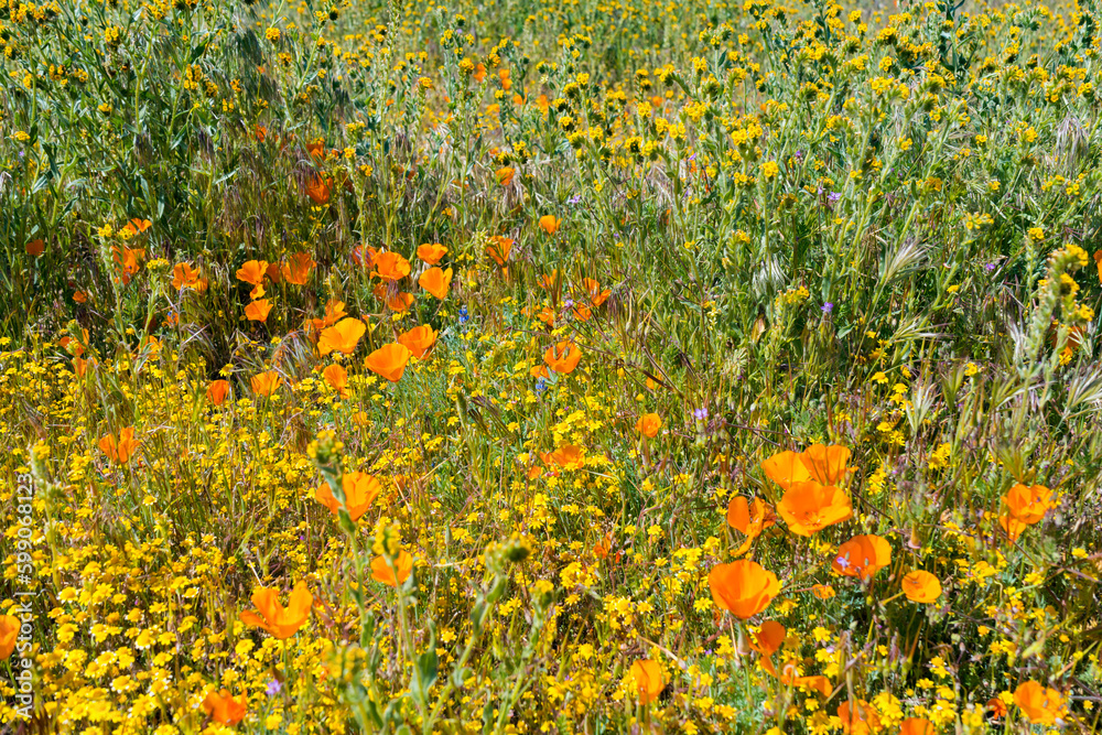 Views of Antelope Valley California Poppy Reserve while hiking in the State Park. Vibrant oranges and yellows from the wildflowers with walking paths. Pictures taken in the spring of 2023