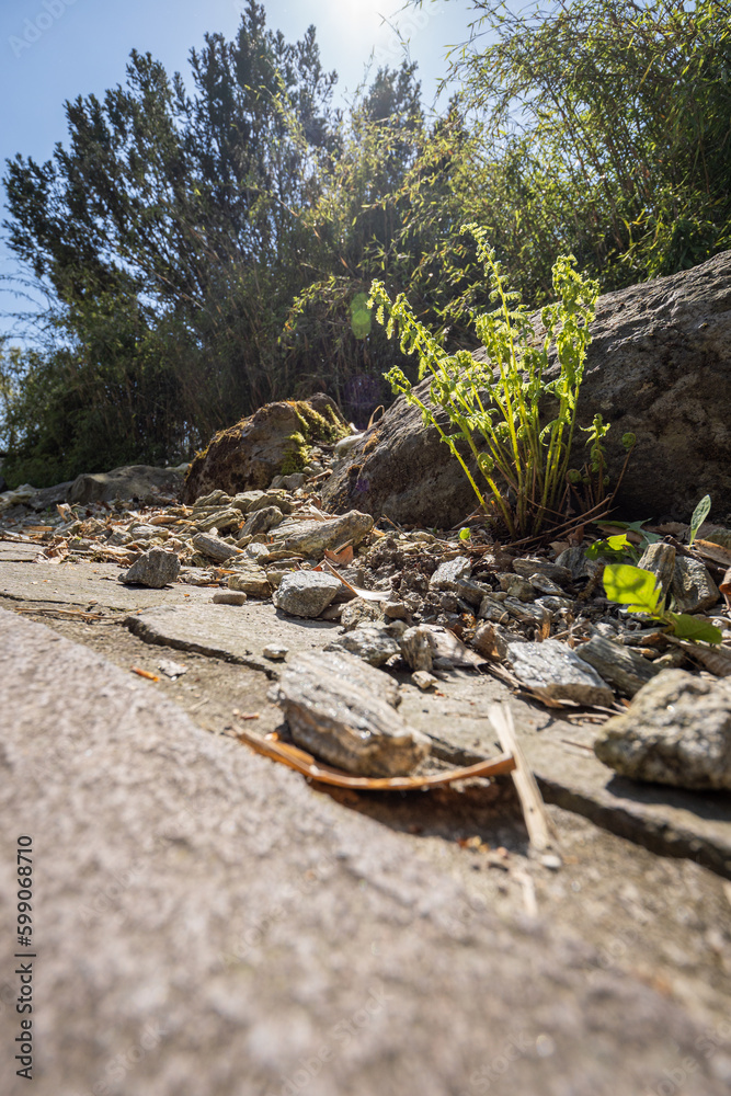 Young shoots of fern between the stones by the path.