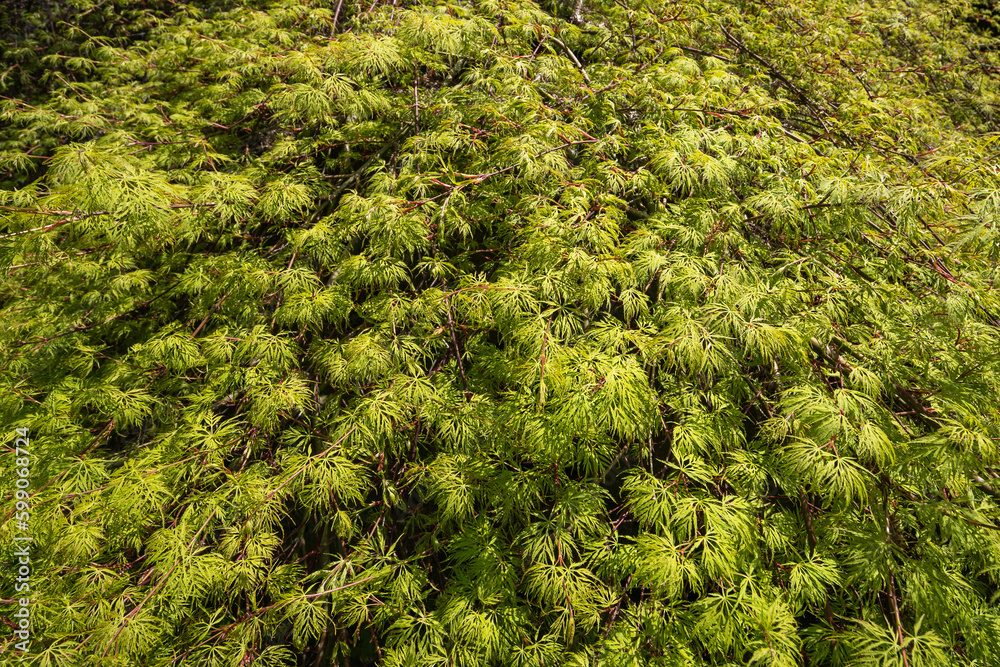 Ornamental decorative fresh green maple. Ornamental decorative fresh green maple.