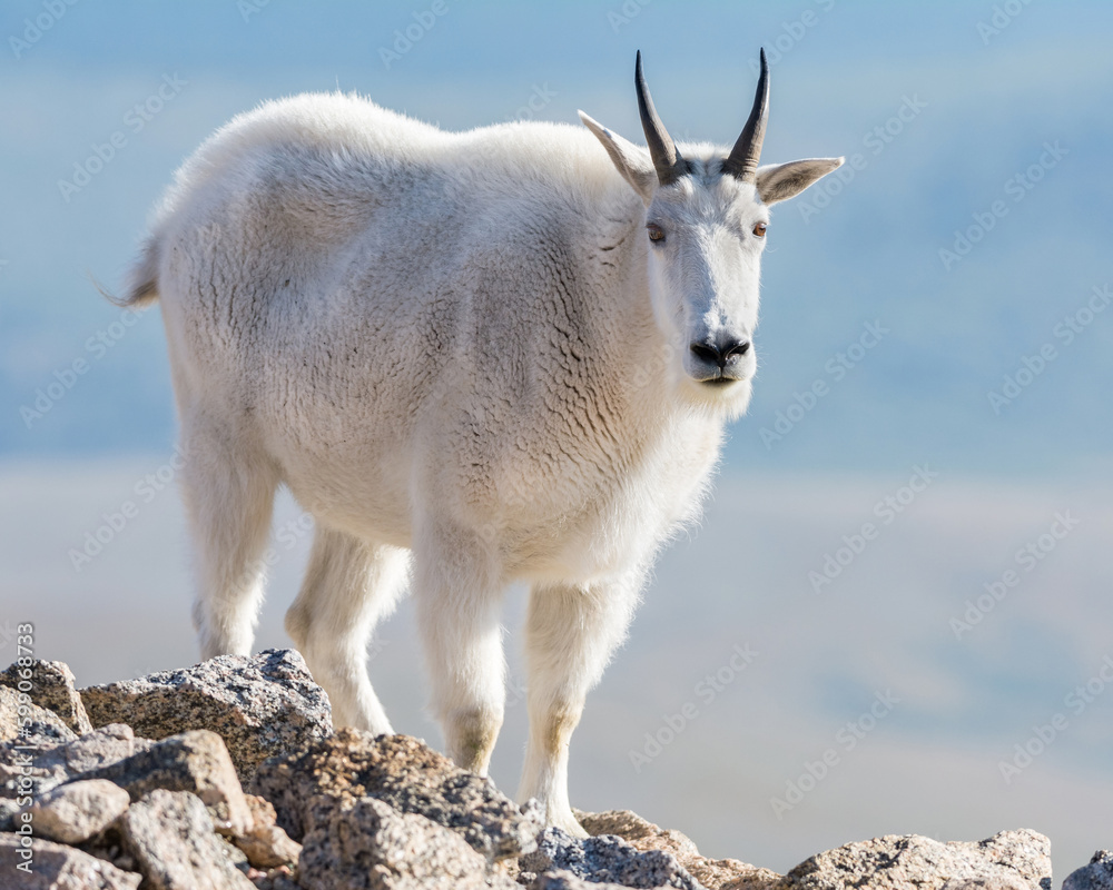 mountain goat on a rock ledge atop mount Evans mountain goat on a rock ledge atop mount Evans
