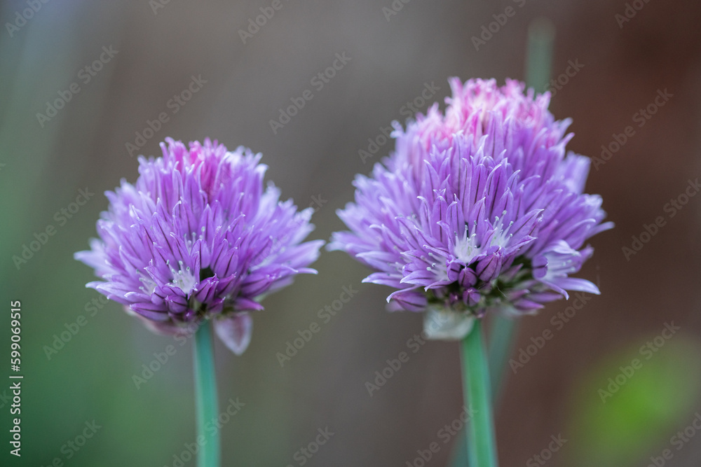 Chives, scientific name Allium schoenoprasum Chives, scientific name Allium schoenoprasum