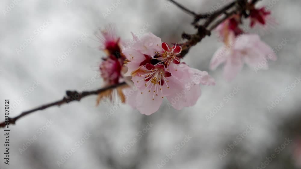Closeup slow motion of snowflakes falling on cherry tree flower blossoming at spring. Concept of beauty in nature, climate change, weather anomaly. Closeup slow motion of snowflakes falling on cherry tree flower blossoming at spring. Concept of beauty in nature, climate change, weather anomaly.