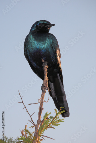 Riesenglanzstar / Burchell's starling / Lamprotornis australis photo