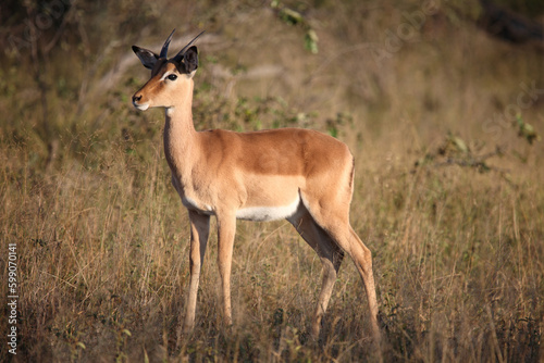 Schwarzfersenantilope   Impala   Aepyceros melampus.