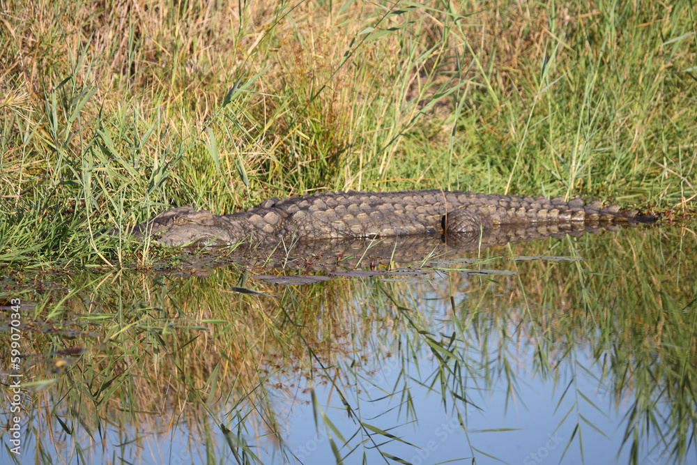 Nilkrokodil / Nile crocodile / Crocodylus niloticus Nilkrokodil / Nile crocodile / Crocodylus niloticus