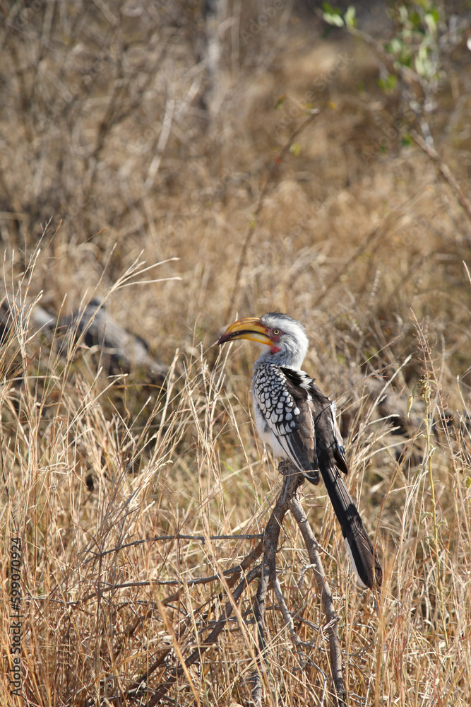 Fototapeta premium Gelbschnabeltoko / Southern yellow-billed hornbill / Tockus leucomelas