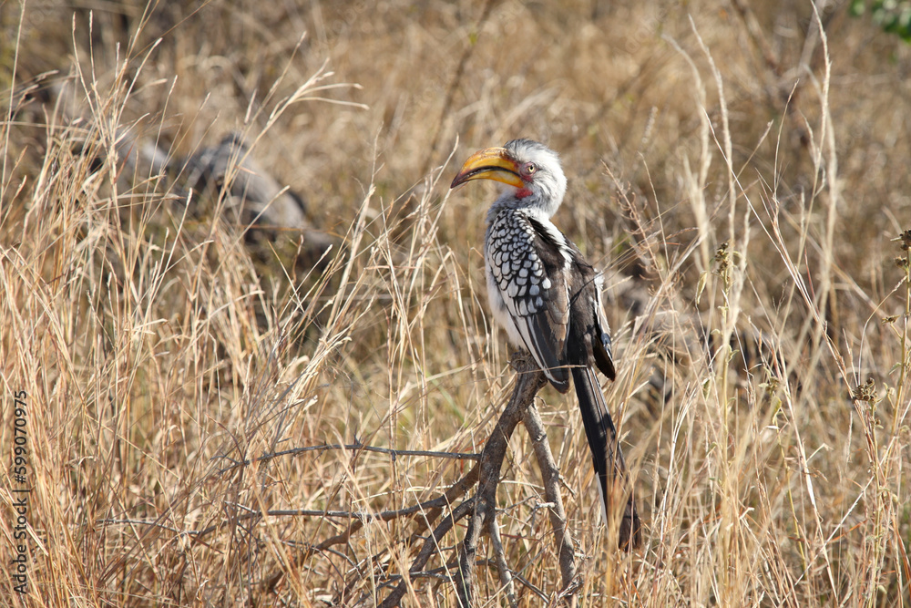 Fototapeta premium Gelbschnabeltoko / Southern yellow-billed hornbill / Tockus leucomelas
