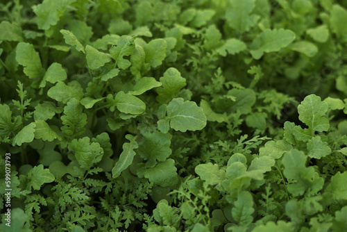 Mustard sprouts, seedlings growing for organic fertilizer , green manure , siderates. Add organic matter to soil, nitrogen for following crops, eco, organic farming, close up, flat lay