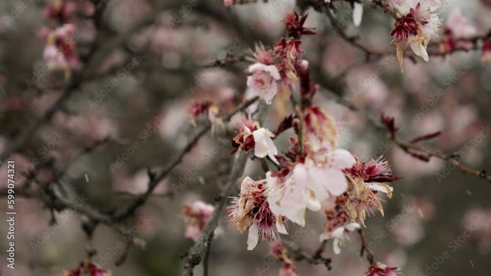 Slow motions of snowflakes gently fall onto cherry tree blossoms in the spring. Climate change and the impact it has on weather patterns Slow motions of snowflakes gently fall onto cherry tree blossoms in the spring. Climate change and the impact it has on weather patterns
