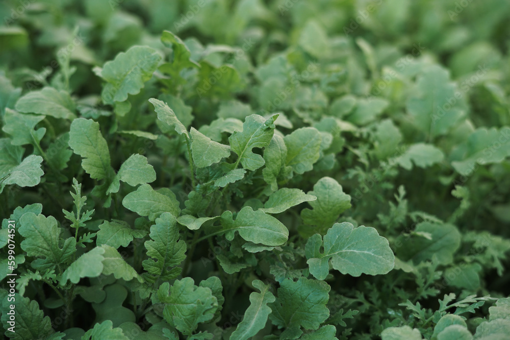 Fototapeta premium Mustard sprouts, seedlings growing for organic fertilizer , green manure , siderates. Add organic matter to soil, nitrogen for following crops, eco, organic farming, close up, flat lay