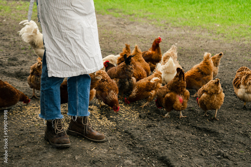 a cropped view on a person standing near the chickens eating the grain