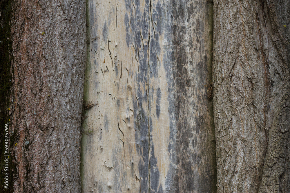 Obraz premium A tree trunk with a rough texture in the middle
