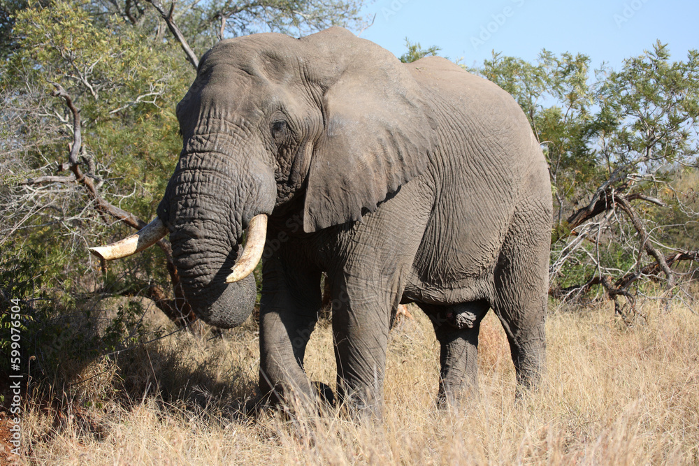 Afrikanischer Elefant / African elephant / Loxodonta africana Afrikanischer Elefant / African elephant / Loxodonta africana