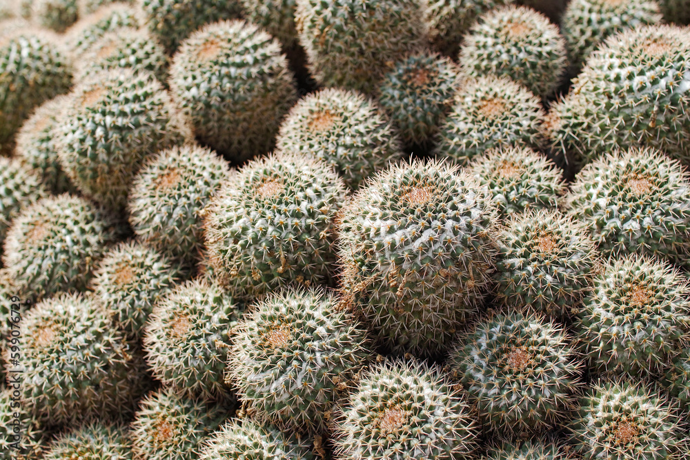 composizione di cactus