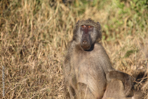 Bärenpavian / Chacma baboon / Papio ursinus..