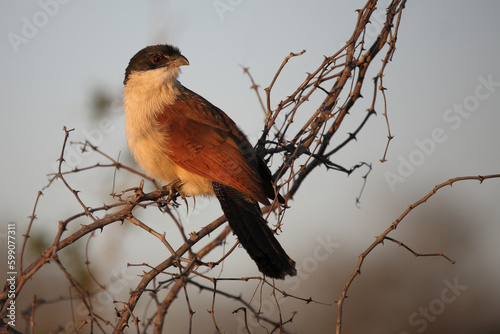 Tiputip / Burchell's coucal / Centropus superciliosus. photo