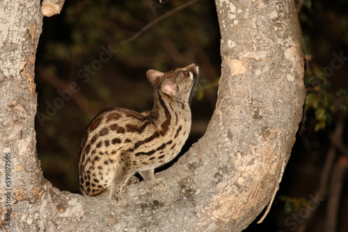 Südliche Großfleck-Ginsterkatze / South African large-spotted genet / Genetta tigrina. © Ludwig