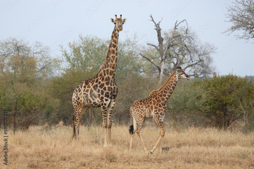 Obraz premium Giraffe / Giraffe / Giraffa camelopardalis