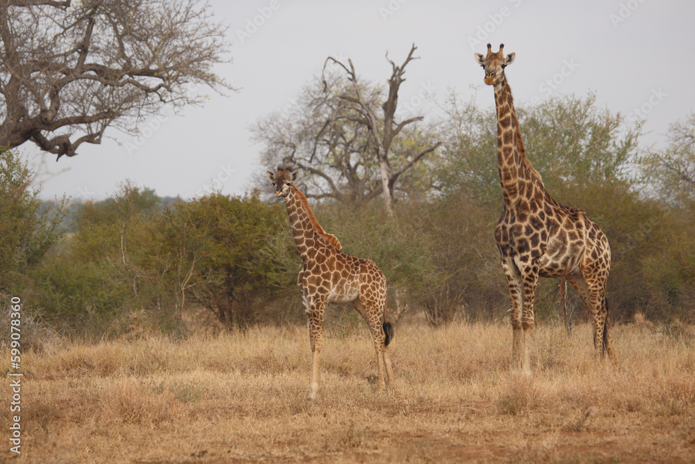 Obraz premium Giraffe / Giraffe / Giraffa camelopardalis