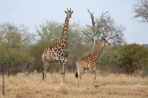 Giraffe   Giraffe   Giraffa camelopardalis