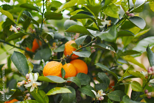 arancio in fiore