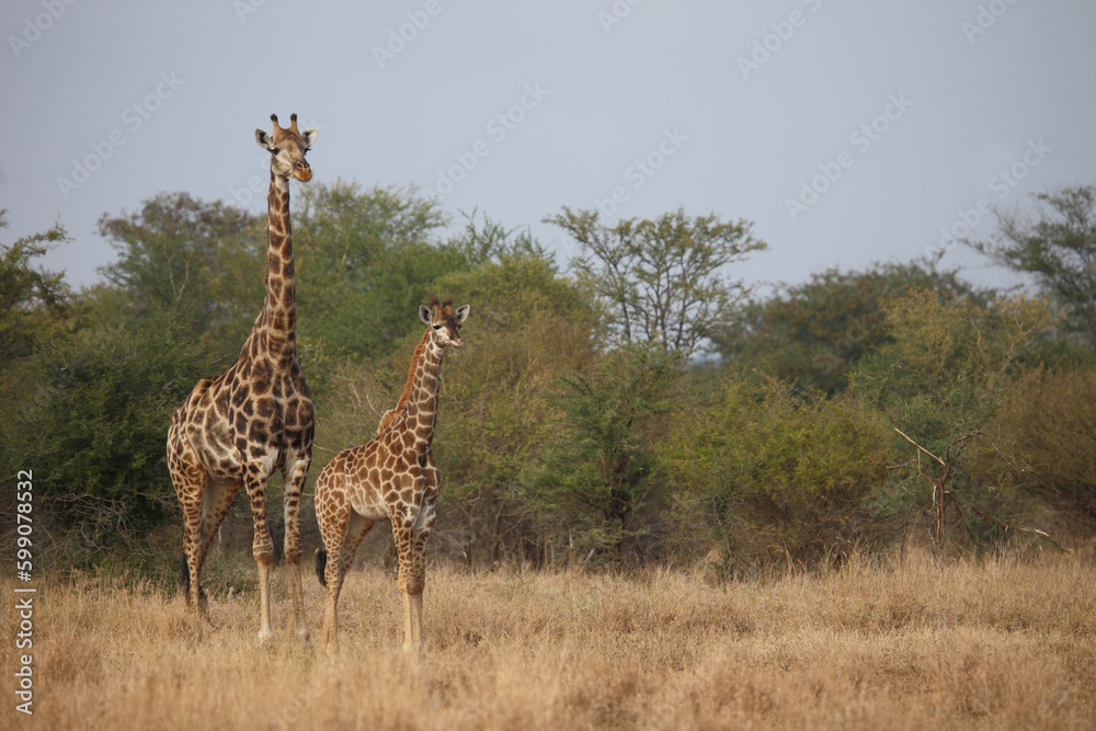 Fototapeta premium Giraffe / Giraffe / Giraffa camelopardalis
