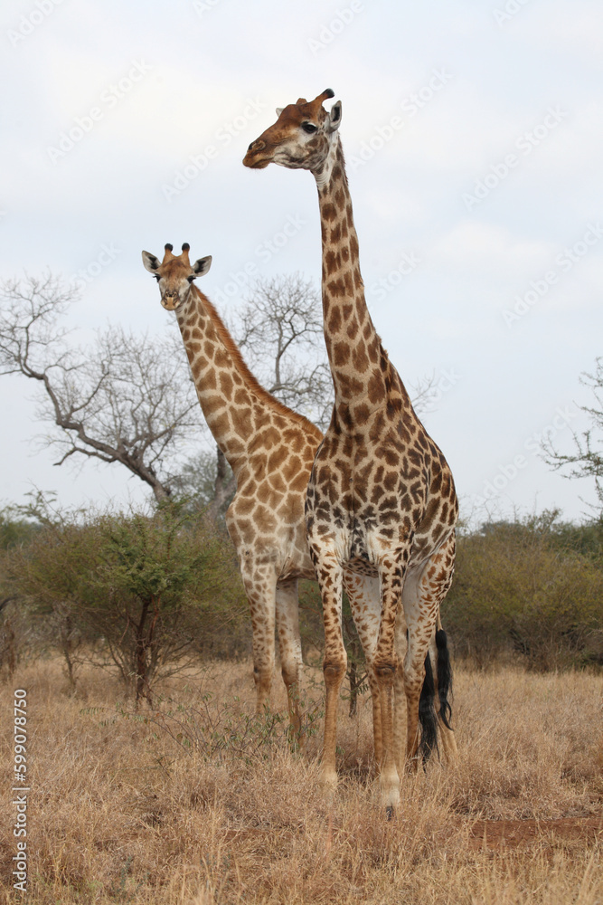 Giraffe / Giraffe / Giraffa camelopardalis Giraffe / Giraffe / Giraffa camelopardalis
