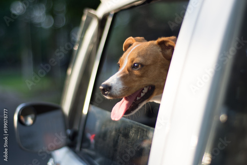 Jack Russell terrier en van antigua © Leo