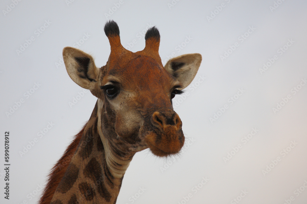 Obraz premium Giraffe / Giraffe / Giraffa camelopardalis