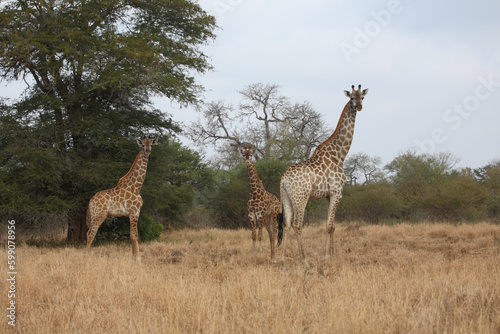 Giraffe   Giraffe   Giraffa camelopardalis