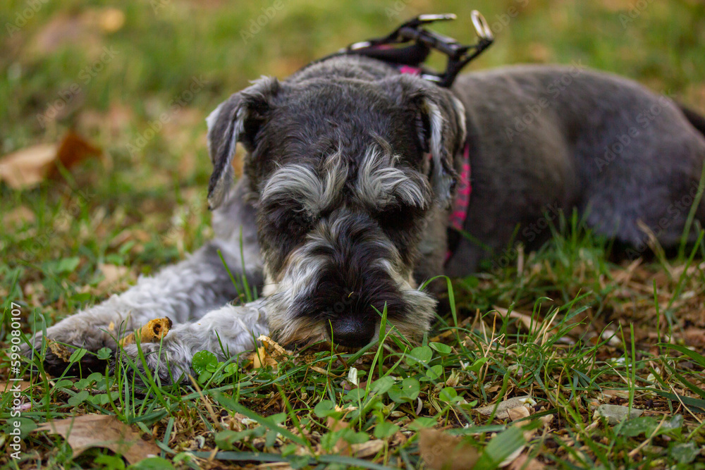 A sad puppy Zwergschnauzer is lying on a green lawn on nature in sunny day. Hunting, guarding dogs breed. A doggy outdoors. Canine domestic animal, pet in a park, forest. Walking a dog on a street.