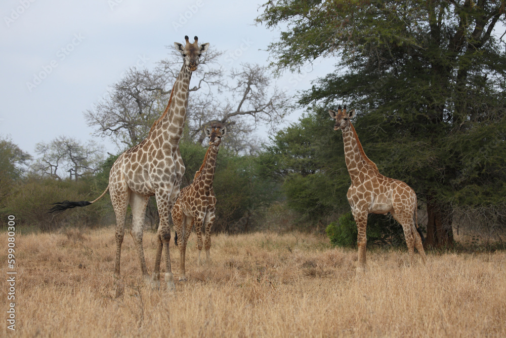 Giraffe / Giraffe / Giraffa camelopardalis Giraffe / Giraffe / Giraffa camelopardalis