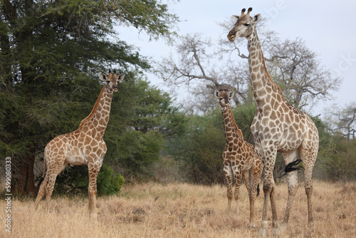 Giraffe / Giraffe / Giraffa camelopardalis