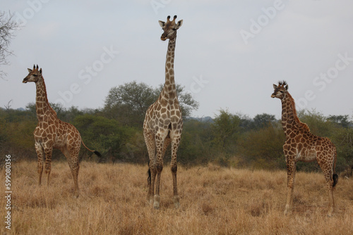 Giraffe   Giraffe   Giraffa camelopardalis