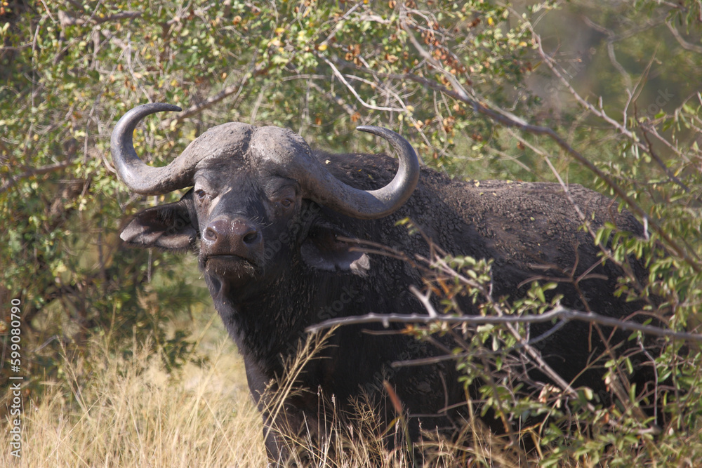 Kaffernbüffel / African buffalo / Syncerus caffer Kaffernbüffel / African buffalo / Syncerus caffer