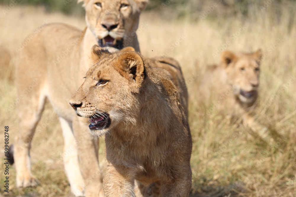 Afrikanischer Löwe / African lion / Panthera leo. Afrikanischer Löwe / African lion / Panthera leo.