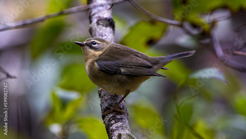 A female black throated blue warbler on a branch photo