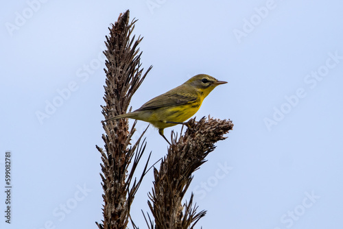 A prairie warbler perch on a stick