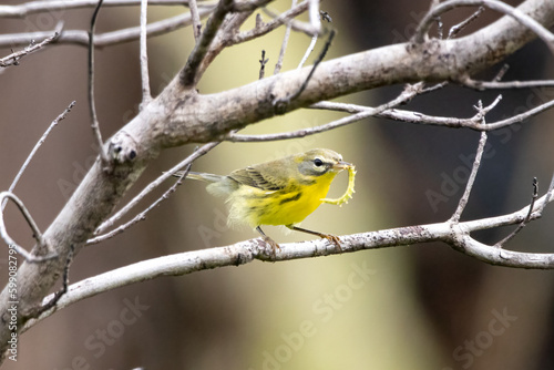 A prairie warbler eating a grub photo
